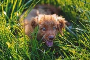 Why Dogs Eat Grass We Explain Here Pd Insurance Nz