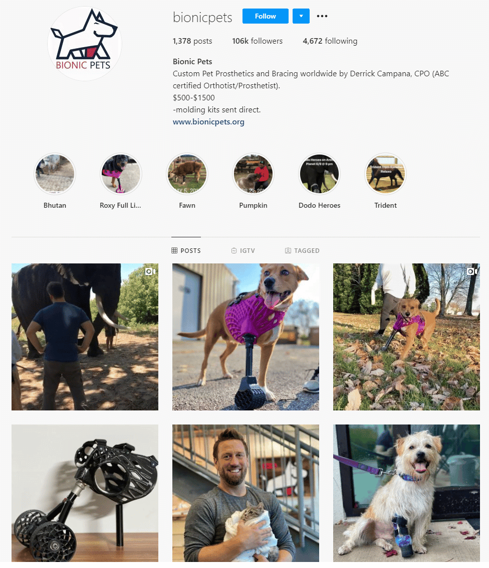 5 Dog Instagram Pages to Follow PD Insurance NZ