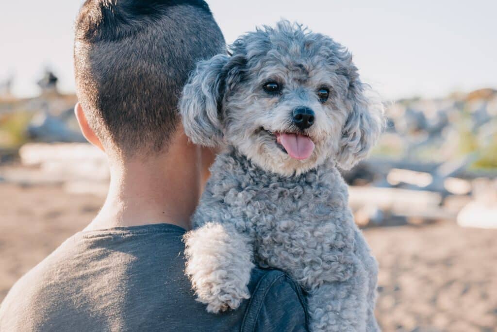 Small Dog Breeds for Apartment Living - PD Insurance NZ