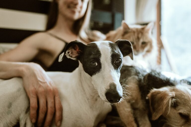 Pet Parenting Mistakes To Avoid - PD Insurance NZ