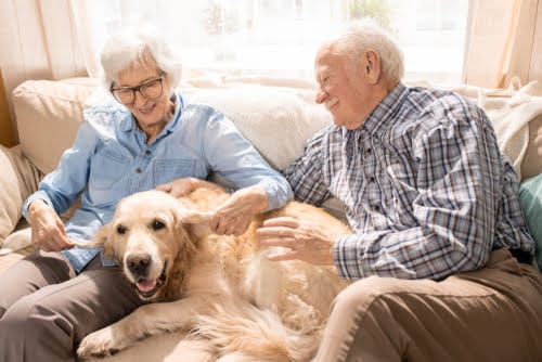 Senior Pet Parents: Contingency Plans - PD Insurance NZ