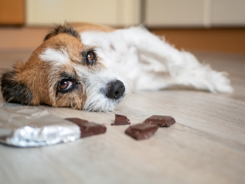 Is Chocolate Toxic to Dogs and Cats PD Insurance NZ