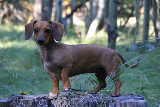 IVDD in Dachshunds (and Other Dogs) - PD Insurance NZ