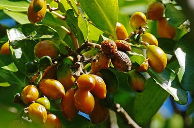 are karaka berries poisonous to dogs