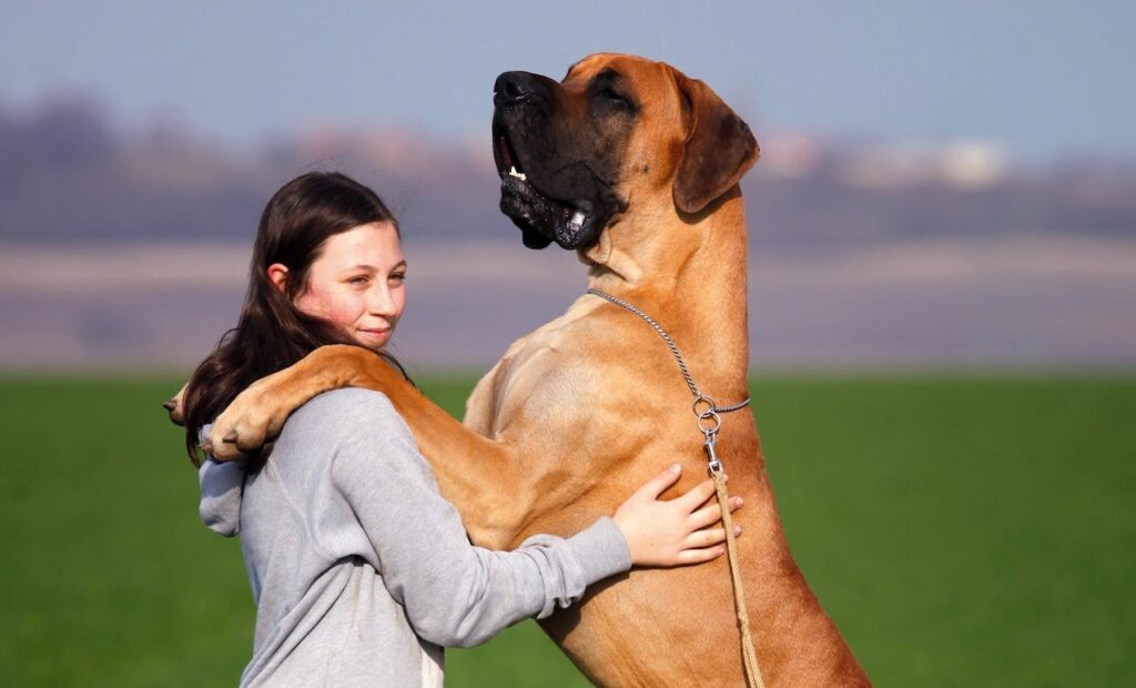 biggest dogs in the world breeds