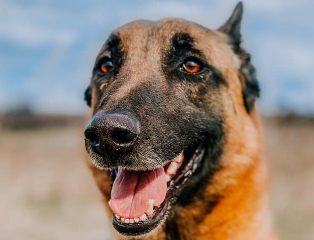 Belgian Malinois: The Skydiving Dog Breed - PD Insurance NZ