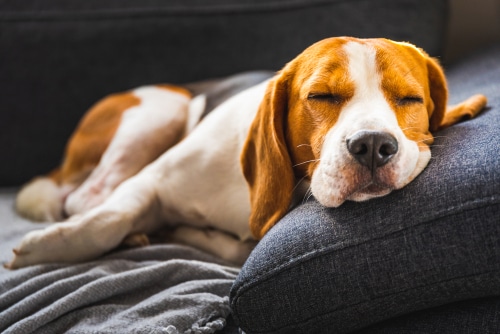 Beagle Epilepsy: How To Give A Helping Paw - PD Insurance NZ