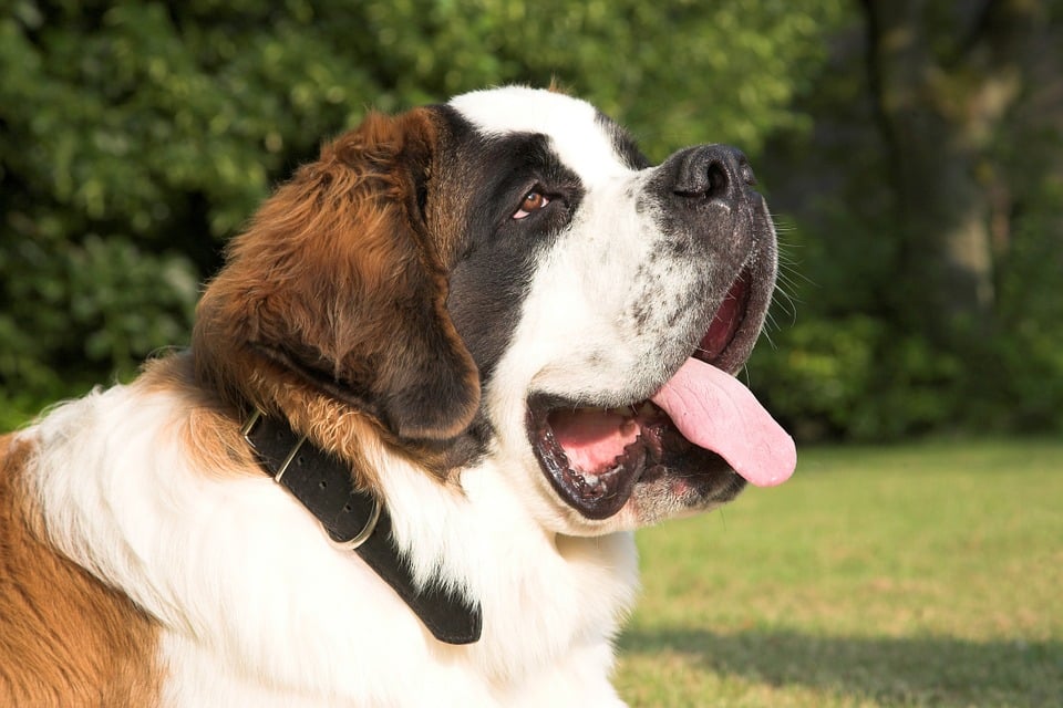 can bones cause disease in a saint bernard