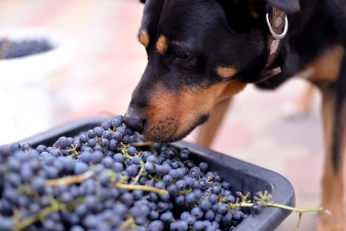 do dogs die from grapes