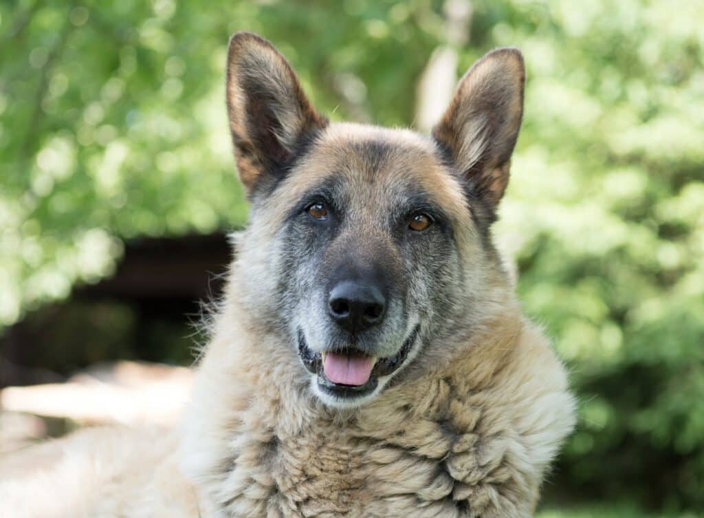 older dogs for adoption