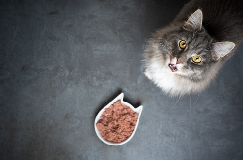 Dry Cat Food vs Wet Which One PD Insurance NZ