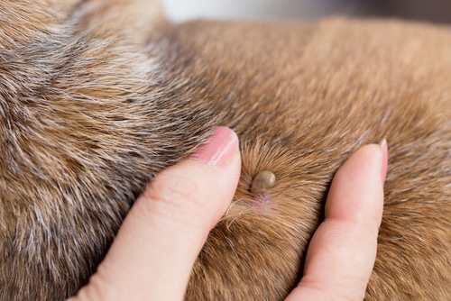 is tick fever in dogs curable