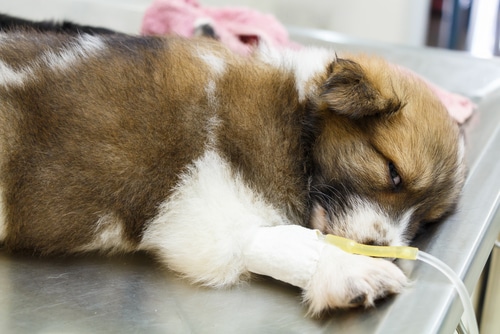 how can you prevent pancreatitis in dogs