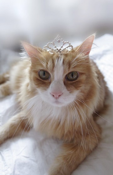 Queen Cat What It Means PD Insurance NZ