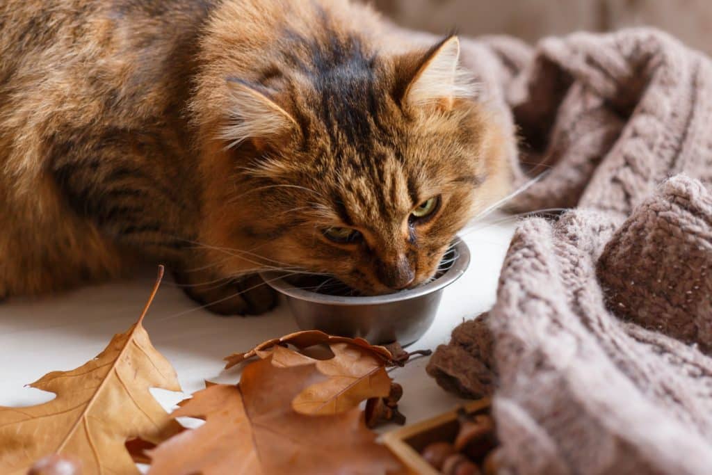 Cats drinking milk good hotsell or bad