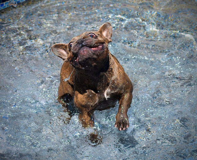 Dog Pool Safety This Summer - PD Insurance NZ