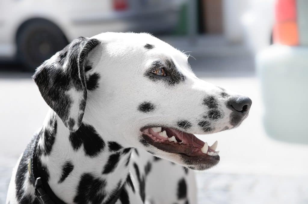 Dalmatian Dog All You Should Know PD Insurance NZ