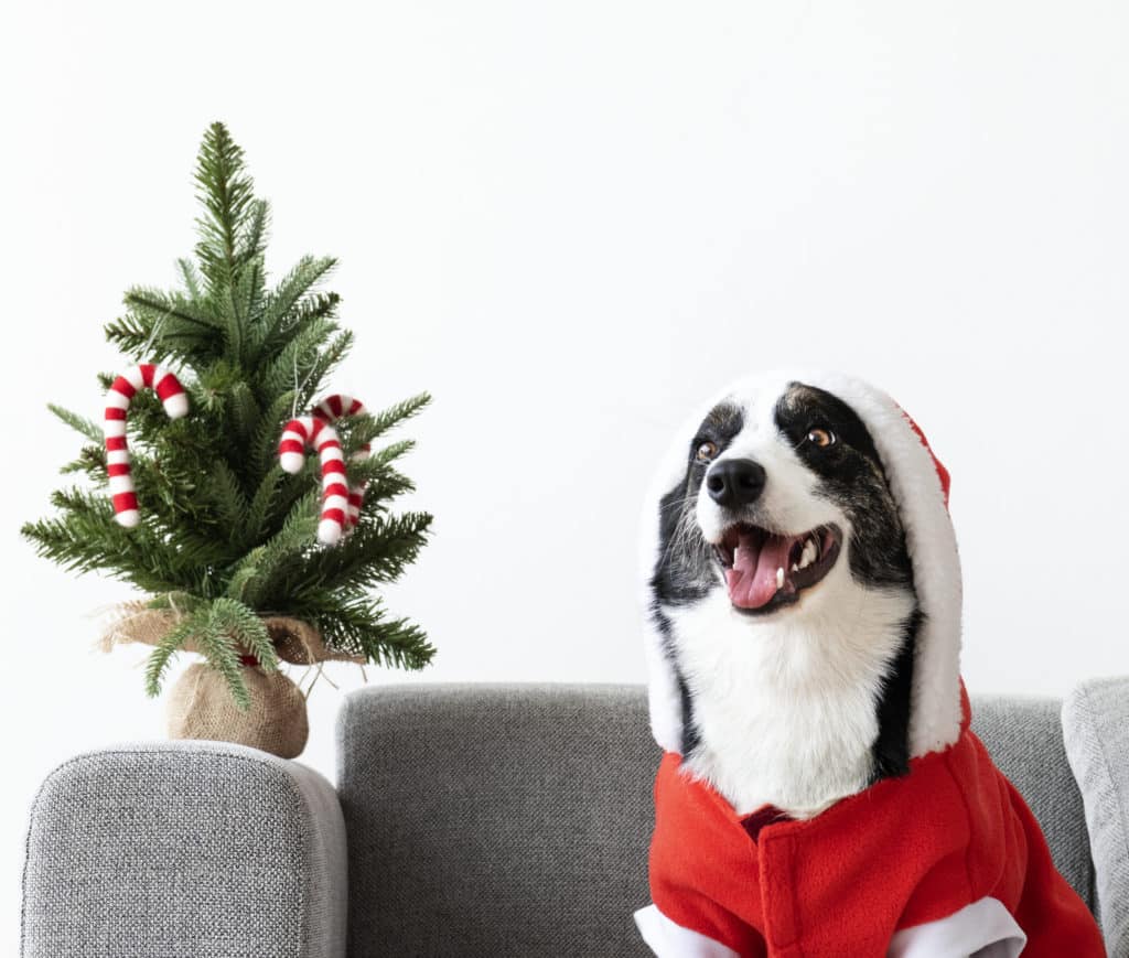 Presents for Cat Lovers and Dog Lovers - PD Insurance NZ