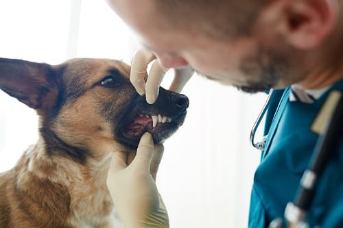 what can you give a dog for an abscessed tooth