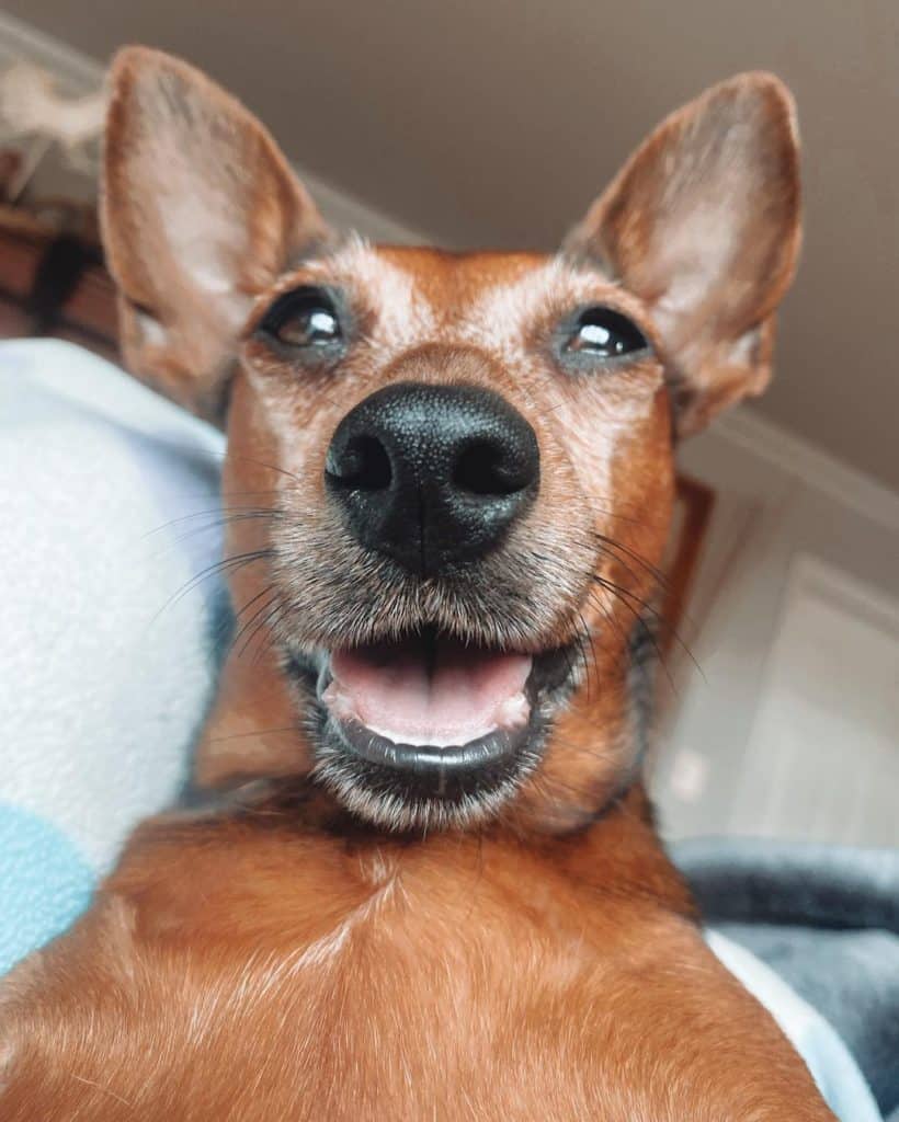 Famous Dogs Of Instagram Tips To Make Your Own Nz