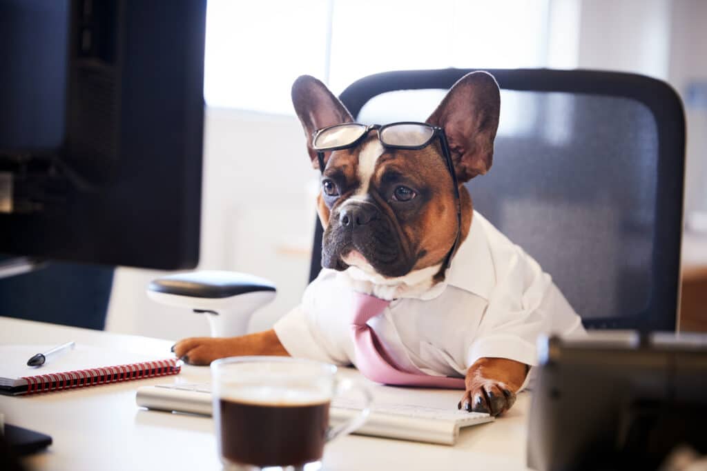 Best office 2024 dog breeds