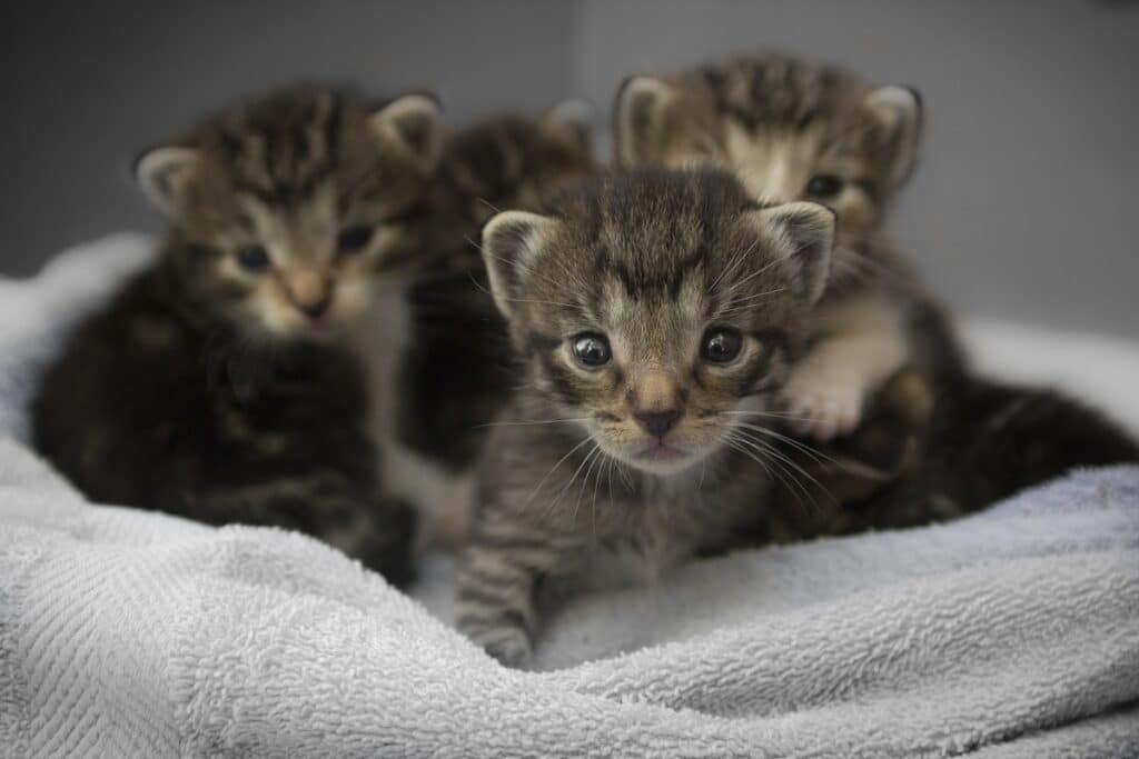 Average kitten cheap litter size