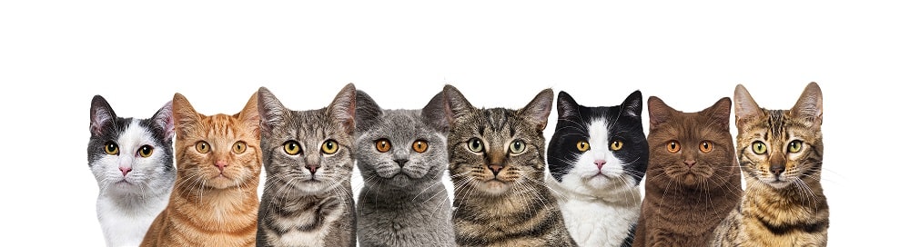 Find out cat store breed