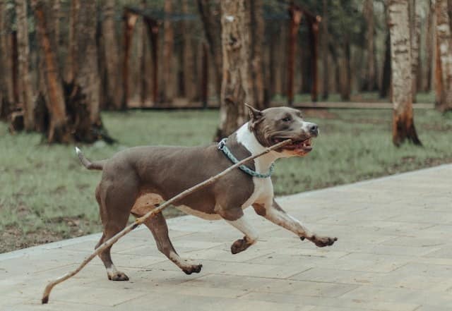 Pet trackers clearance nz