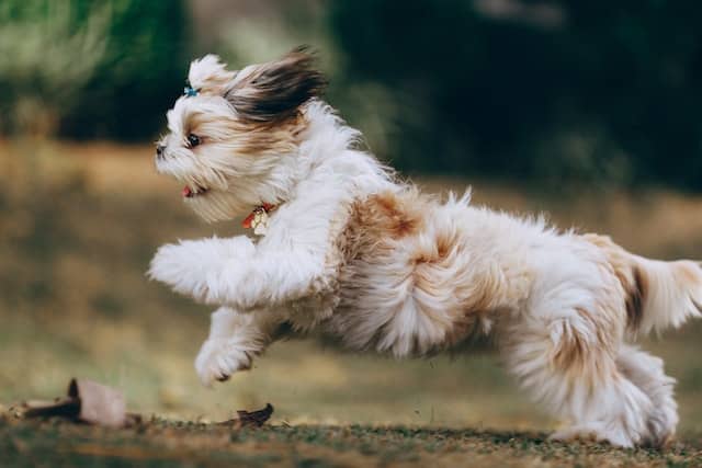 Why Compare Pet Insurance Quotes for a Puppy vs Dog? | pd.co.nz