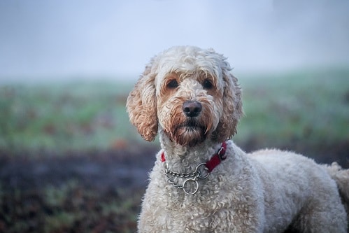 Labradoodle sales poodle mix