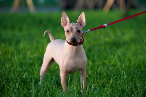 Hairless Dog Breeds 5 To Know PD Insurance NZ