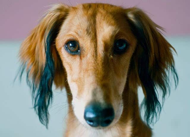 Indian Dog Breeds & Cute Indian Dog Names - PD Insurance NZ