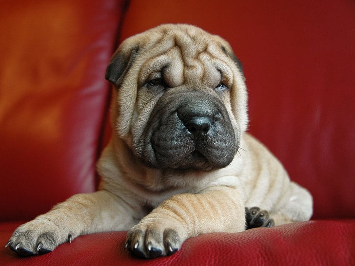 Shar Pei Dog - Price, Pawsonality, Health and History - PD Insurance NZ